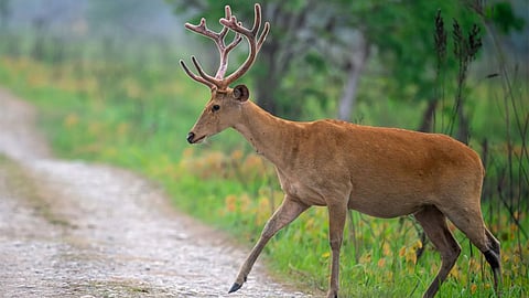 amravati injured barasingha rescue nagpuri gate police