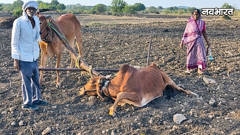 cm devendra fadnavis gives sick bull latur farmer kashinath gaikwad
