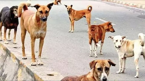 Elderly Farmer Dies After Stray Dog Attack In Agra, Fear Grips Villagers