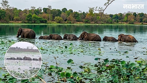 A herd of 30 elephants creates alert in Chandrapur's Sawali region. Forest department deploys drones and patrol teams to prevent human-elephant conflict.