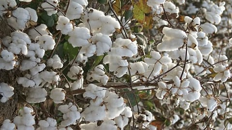 Illegal Cotton Seed Action