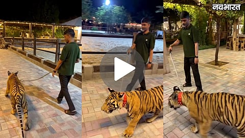 mp-nilesh-lanke-original-operation-tiger-viral-video-with-real-tiger-maharashtra