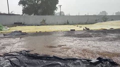 mp-pre-monsoon-rain-crop-damage-narmadapuram-weather-terrible-for-farmers