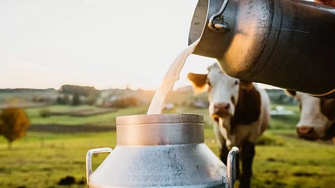 maharashtra milk production drop heatwave water fodder crisis dairy farmers