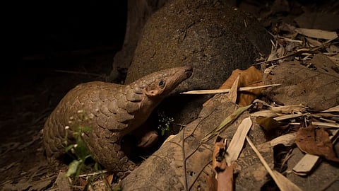 Maharashtra First Pangolin Telemetry Project Tadoba Wildlife Conservation