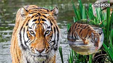 Swacch Association filed a PIL in Nagpur HC against mining in the Tiger Corridor. Court gives one week to submit replies considering wildlife sensitivity.