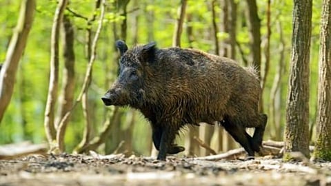 One Injured In Wild Boar Yavatmal