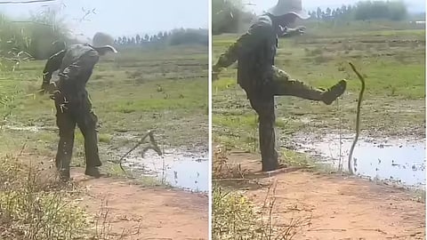 A viral video showing a man repeatedly kicking away a cobra-like snake has sparked debate on social media over bravery and animal cruelty.