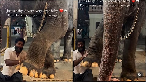 Mangalam the temple elephant won hearts online after politely asking its caretaker for a foot massage.