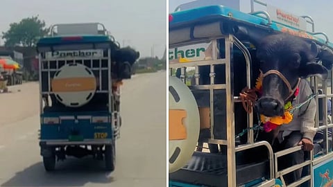 A viral video showing a buffalo being transported on an e-rickshaw has left social media users amused and surprised.