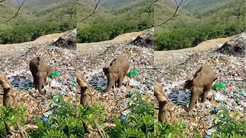 A viral video showing a wild elephant searching for food in plastic waste in Karnataka’s MM Hills has sparked concerns over environmental pollution and wildlife conservation.