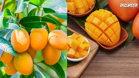 Mango Export: Amrapali Mangoes Reach The United Kingdom From Jharkhand State Bringing Big Success