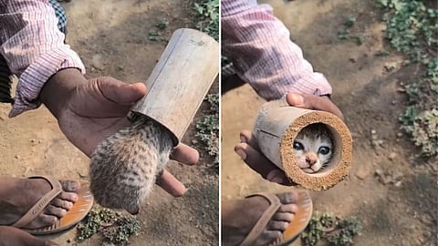A man safely rescued a kitten whose head got stuck inside a piece of bamboo, winning hearts online.