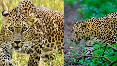 One death or three? Mystery deepens concerns at Nagpur district's Gorewada Safari; questions raised over official claims.