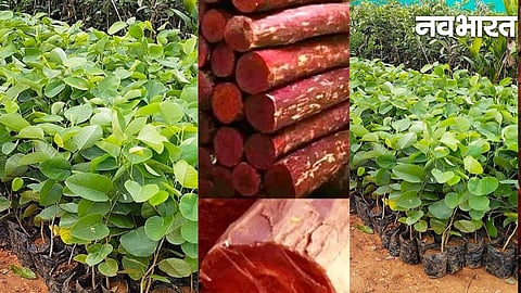 Farmer seeks DNA test: A unique dispute involving a railway project and red sandalwood; valuation of a 100-year-old tree challenged.