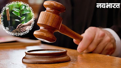 Nagpur 'Orange City Street' Dispute: Court's significant observation—saplings must be planted within a 1 km radius to compensate for felled trees.