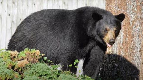 gondia bear rescue residential area forest department
