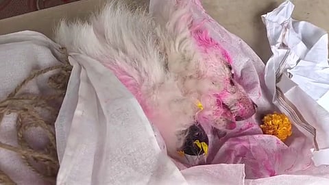 Loyal pet dog in Betul reportedly dies shortly after its owner's demise, touching hearts across Madhya Pradesh
