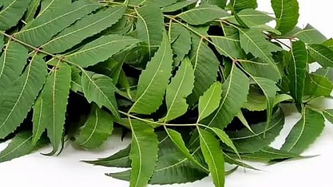 5 Leaves To Boost Immunity