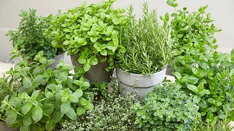 World nature conservation day best medicinal plants for home health immunity