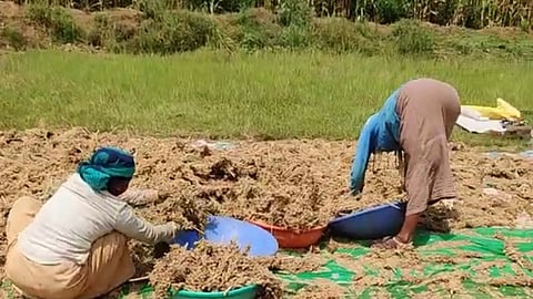 nandgaon khandeshwar jowar purchase scam assembly issue