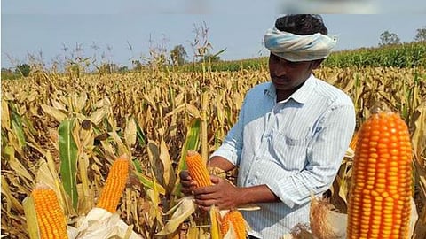 bhandara maize farmers support price payment pending 12-crore