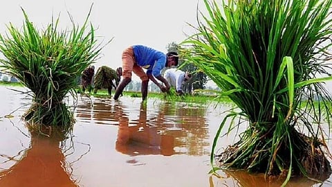 sihora dsr direct seeded rice technology farm demo