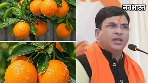 Maharashtra's oranges set to shine in the global market; cluster model ready for Nagpur, Amravati, and Wardha!