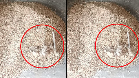 Villagers in Tikamgarh allege animal bones were found inside a PDS wheat sack, triggering protests over ration quality