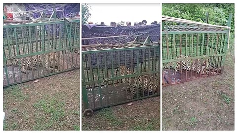 Khandwa Leopard Captured