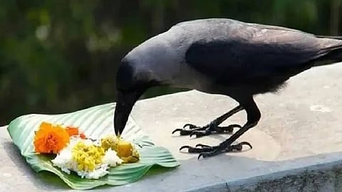 Pitru paksha 2026 why crow cow dog are fed during shradh religious significance