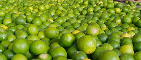 लिंबाच्या दराने गाठला उच्चांक!
२० ते २५ रुपये प्रतिकिलो असणाऱ्या लिंबाची ७० ते ९० रुपयांनी विक्री