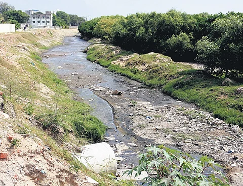 Chennai corporation issues notice to cattle farm after plaint over Adyar pollution