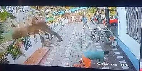 A video grab of an elephant attacking a man in Kerala's Wayanad used as a representative image