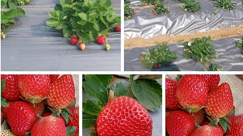 Leveraging the district’s reputation for quality produce, strawberries are now marketed under the brand name ‘Kandhamal Strawberry.’