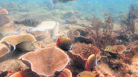 The fringing reefs around the 21 uninhabited islands harbour incredible biodiversity and support the dependent livelihood of fisherfolk.
