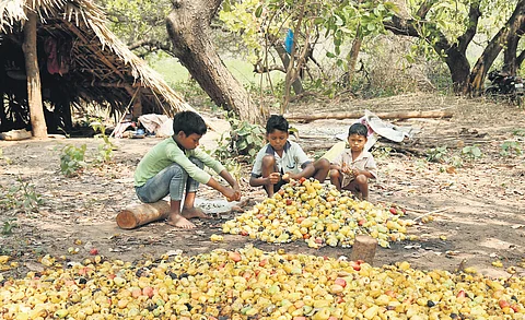 Children stacking up cashew fruits in their farms under Cheemalapadu panchayat 