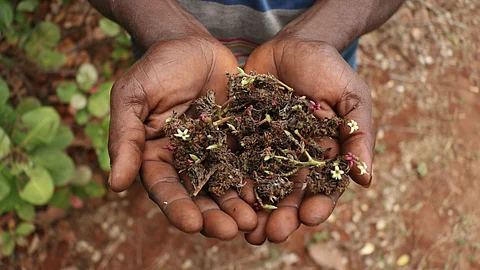 Cashew farmer