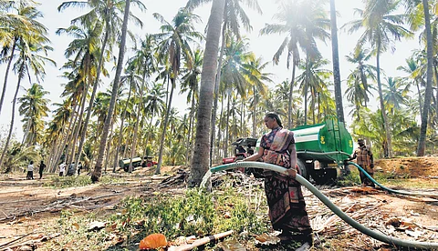 A woman irrigating her plantation with water from a private tanker at Kanjampatti near Pollachi.