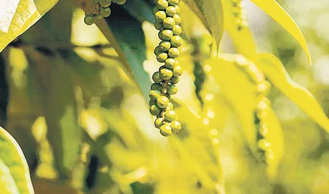 India is the largest consumer of pepper in the world and the second-largest producer after Vietnam.