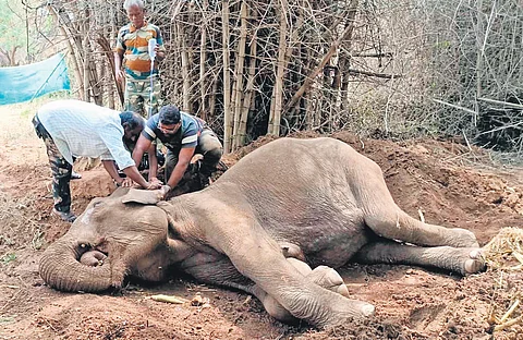 Veterinarians taking care of the female elephant which was found in an unconscious state in the Kadambur hills of Erode district on Saturday