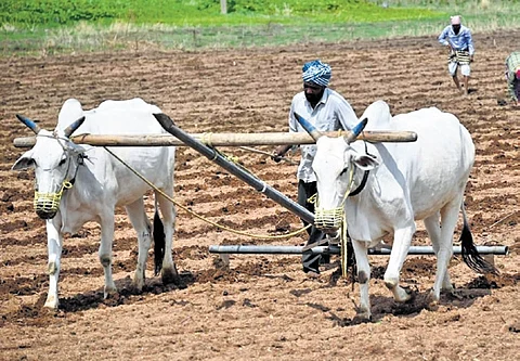 Report from the Ministry of Statistics and Programme Implementation showed that Telangana accrued Rs 4,42,893 in the category of value of output from fruits and vegetables.