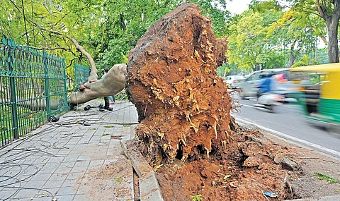 Following Sunday’s rain, an uprooted tree lies on the footpath, after breaking through the fence into Cubbon Park, as traffic whizzes by on the busy Queens Road, in Bengaluru on Monday