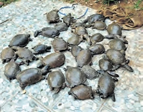 Andhra Pradesh: 397 turtles rescued, two smugglers at large