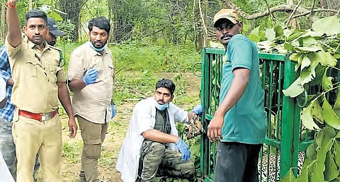 Forest officials with the trapped leopard on Friday