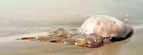 A jellyfish washed ashore in Karwar