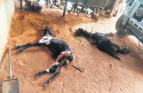 Carcasses of goats at Vandikaranur near Thondamuthur