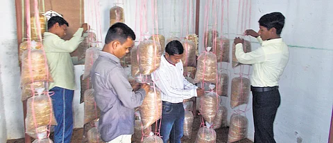 Surrendered Maoists now grow mushroom and call it a gainful enterprise