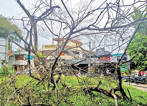 A dried-up Bauhinia Blakeana tree which had grown up to nearly five feet at Vellayambalam-Kowdiar Road
