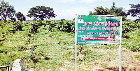 A small forest at Usuma GP which is named after President Droupadi Murmu